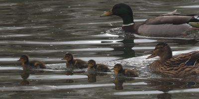 Mallard, Auchinlea Park pond, Clyde