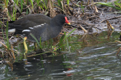 Moorhen, Auchinlea Park pond, Clyde