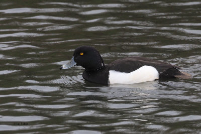 Tufted Duck, Auchinlea Park pond, Clyde