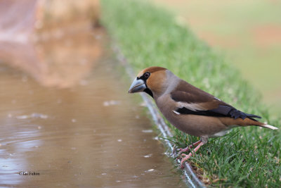 Hawfinch, Peņalajo