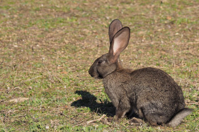 Rabbit, Pealajo