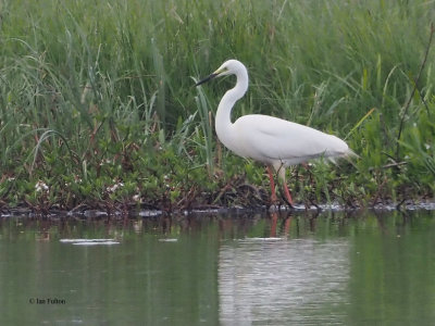 Great White Egret, Clyde