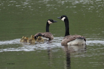 Canada Goose brood, Clyde