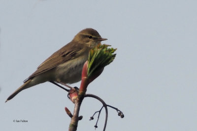 Willow Warbler, Bishop Loch LNR, Clyde