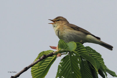 Willow Warbler, Bishop Loch LNR, Clyde