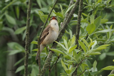 Sedge Warbler, Bishop Loch LNR, Clyde