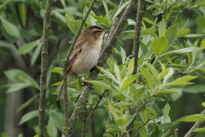 Sedge Warbler, Bishop Loch LNR, Clyde