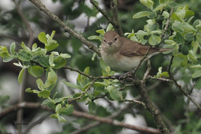 Garden Warbler, Bishop Loch LNR, Clyde