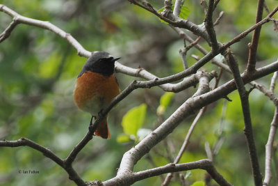 Redstart, RSPB Loch Lomond, Clyde