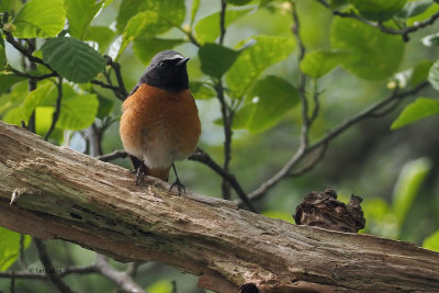 Redstart, RSPB Loch Lomond, Clyde