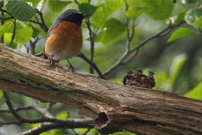 Redstart, RSPB Loch Lomond, Clyde