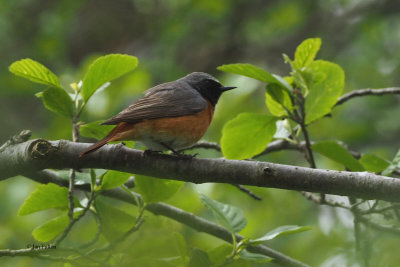 Redstart, RSPB Loch Lomond, Clyde