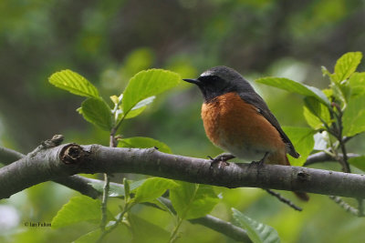 Redstart, RSPB Loch Lomond, Clyde