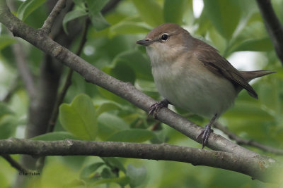 Garden Warbler, Bishop Loch, Clyde