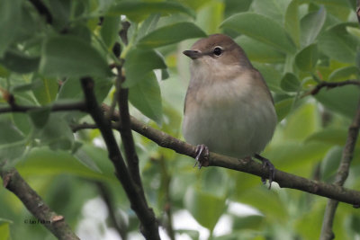 Garden Warbler, Bishop Loch, Clyde