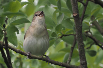 Garden Warbler, Bishop Loch, Clyde