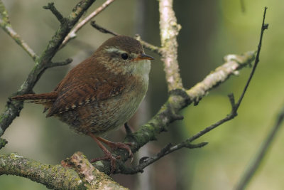 Wren, Bishop Loch, Clyde