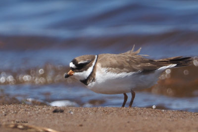 Ringed Plover, RSPB Loch Lomond, Clyde
