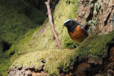Redstart, RSPB Loch Lomond, Clyde