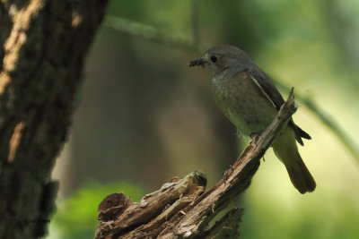 Redstart, RSPB Loch Lomond, Clyde