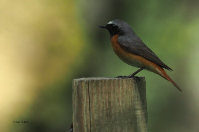 Redstart, RSPB Loch Lomond, Clyde