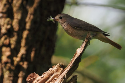 Redstart, RSPB Loch Lomond, Clyde