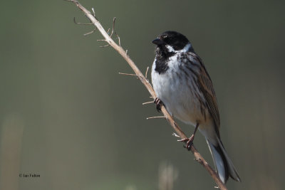 Reed Bunting, Kilpatrick Hills, Clyde