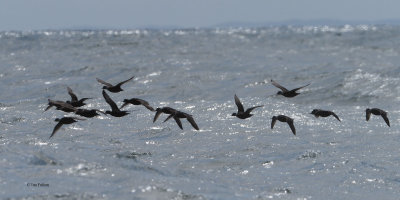 Common Scoter flock, Fife Ness