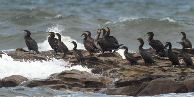 Cormorants and Shags, Fife Ness
