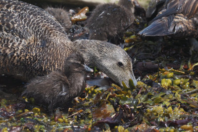 Eider duck and chick, Balcomie Beach, Fife