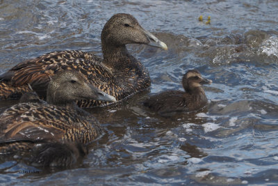 Eider ducks and chicks, Balcomie Beach, Fife