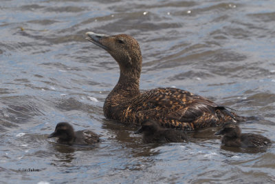 Eider duck and chicks, Balcomie Beach, Fife