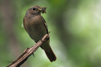 Redstart, RSPB Loch Lomond, Clyde