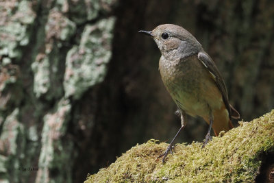 Redstart, RSPB Loch Lomond, Clyde