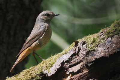 Redstart, RSPB Loch Lomond, Clyde