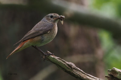 Redstart, RSPB Loch Lomond, Clyde