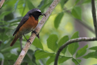 Redstart, RSPB Loch Lomond, Clyde