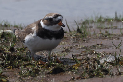 Ringed Plover, RSPB Loch Lomond, Clyde