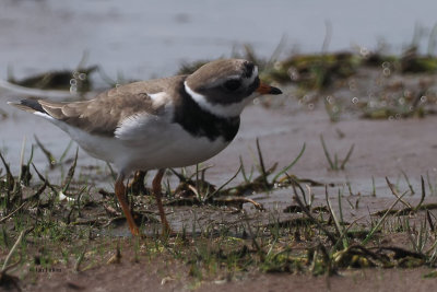 Ringed Plover, RSPB Loch Lomond, Clyde