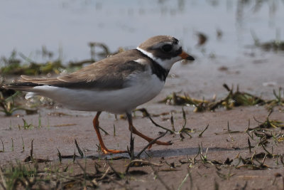 Ringed Plover, RSPB Loch Lomond, Clyde