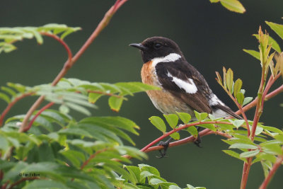 Stonechat, Burncrooks, Clyde
