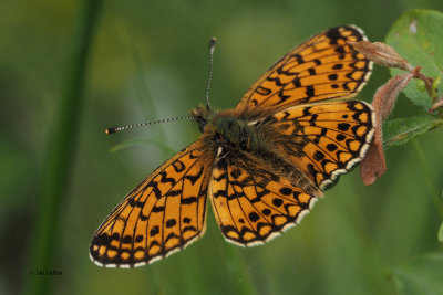Small Pearl-bordered Fritillary, Burncrooks, Clyde