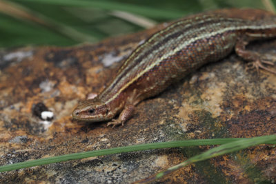 Common Lizard, Burncrooks, Clyde