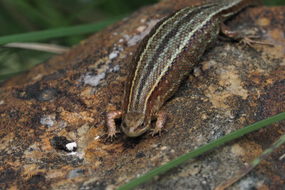 Common Lizard, Burncrooks, Clyde