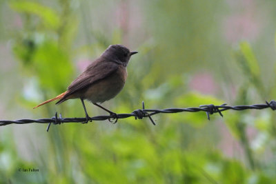 Redstart, RSPB Loch Lomond