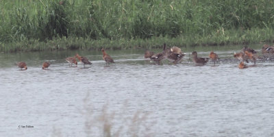 Black-tailed Godwits, RSPB Baron's Haugh, Clyde