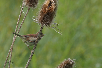 Common Whitethroat juvenile, RSPB Baron's Haugh, Clyde