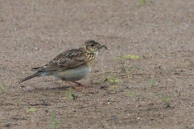 Skylark, Ring Point-RSPB Loch Lomond, Clyde