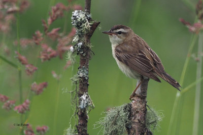 Sedge Warbler, Aber Bog-RSPB Loch Lomond, Clyde