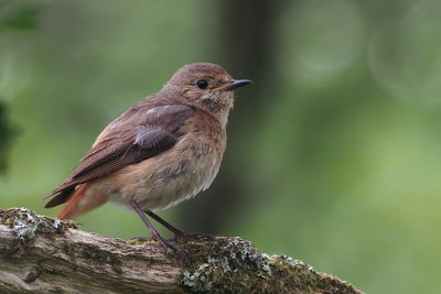 Redstart (moulting female), Gartocharn, Clyde